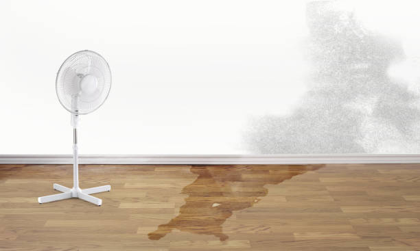 Best Flood damage cleanup  in Capitol View, SC